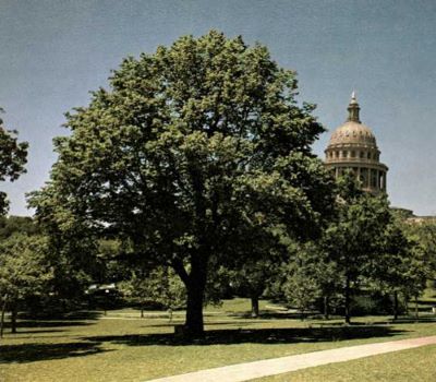 Washington Elm _ Famous tree of Texas